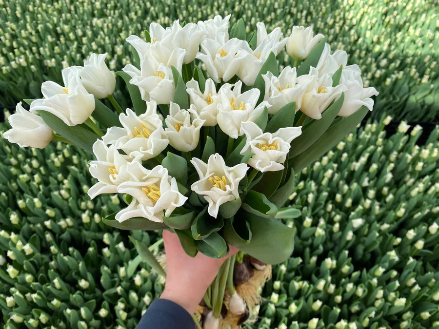 Festive flowers
