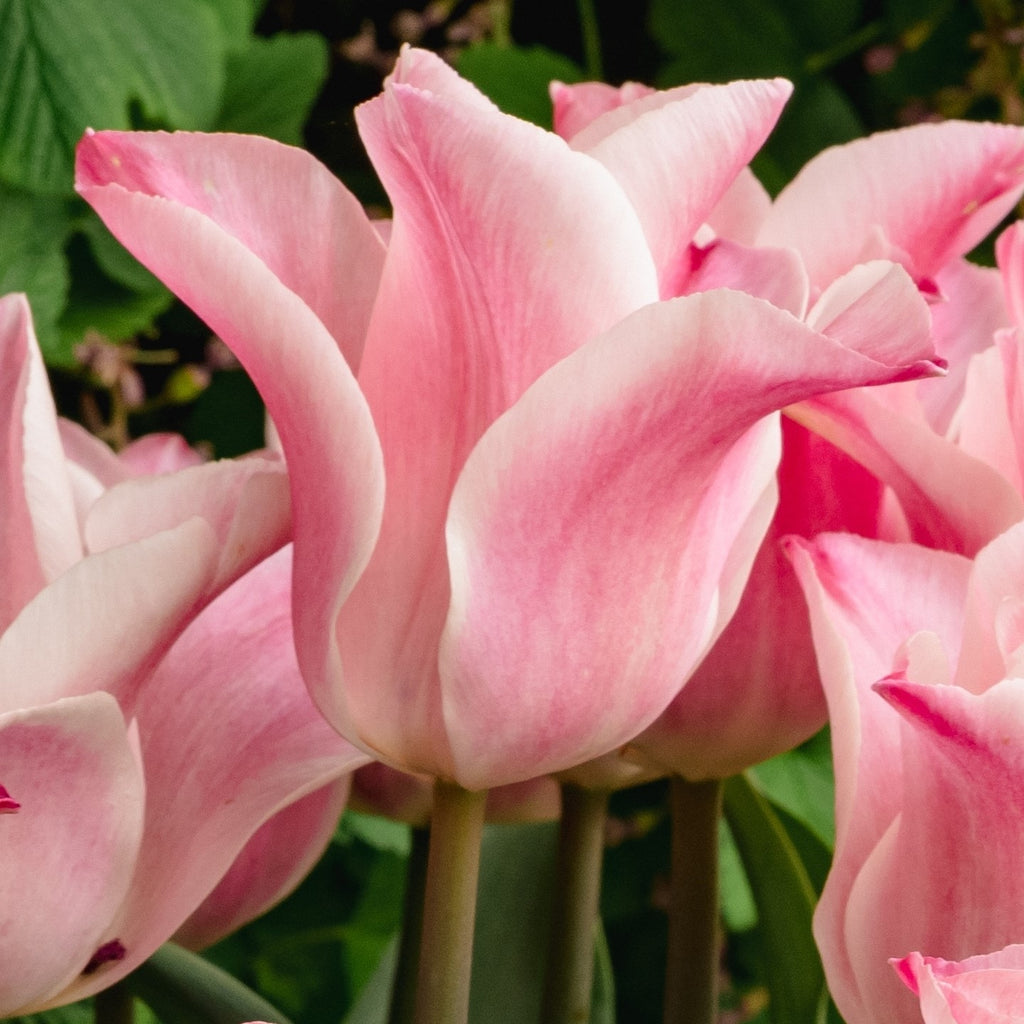 British Grown Tulip bunches