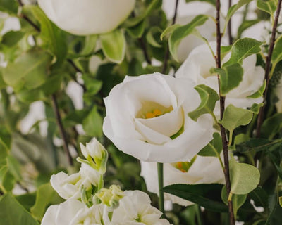 Close-up of white flowers with green leaves in a natural setting