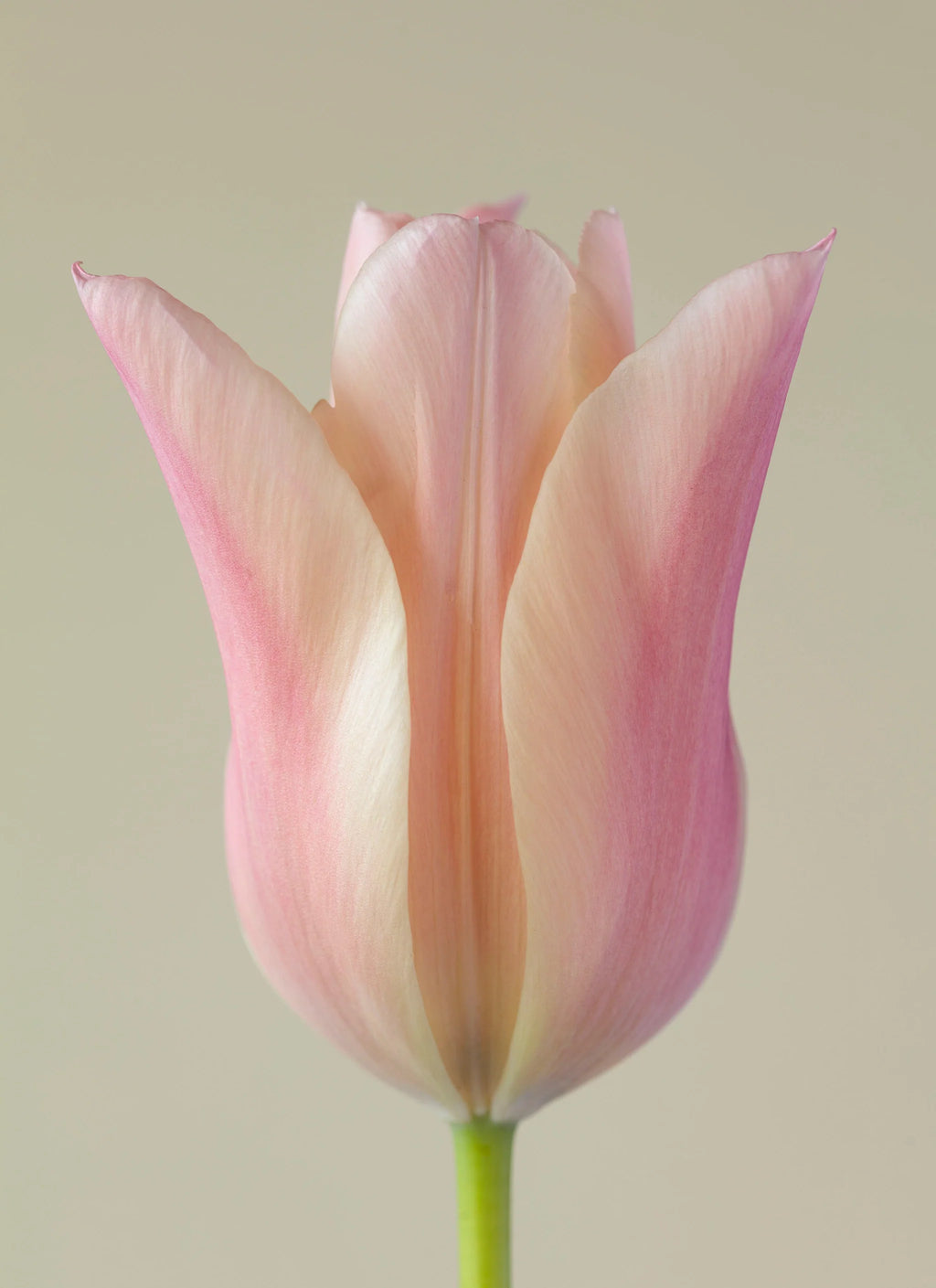 British Grown Tulip bunches