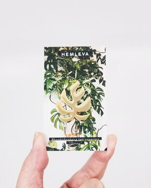 Rhaphidophora tetrasperma - Monstera "Ginny"- Hemleva Pin